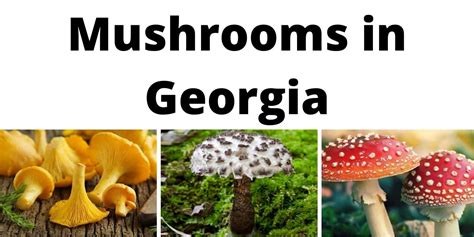 A Comprehensive List Of Common Wild Mushrooms In Georgia