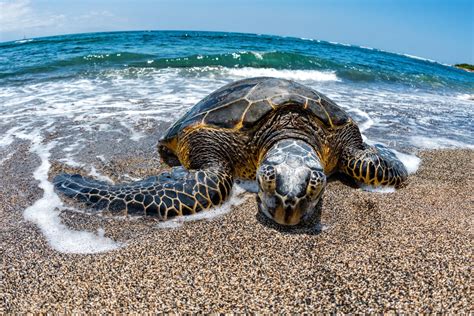 Top 4 Reasons For Sea Turtles Endangerment Mystart