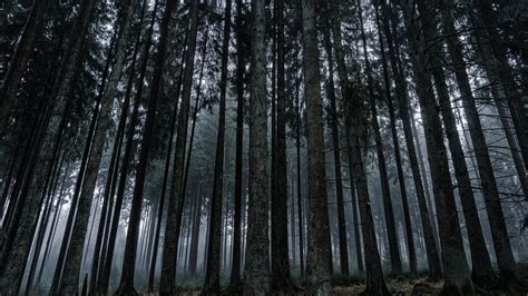 Forest Desktop Background ·① Wallpapertag