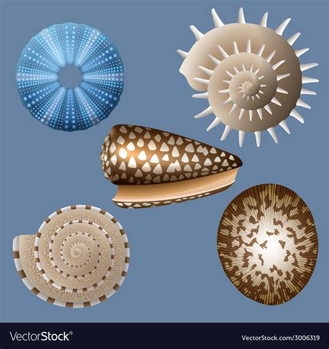 Seashells Royalty Free Vector Image Vectorstock