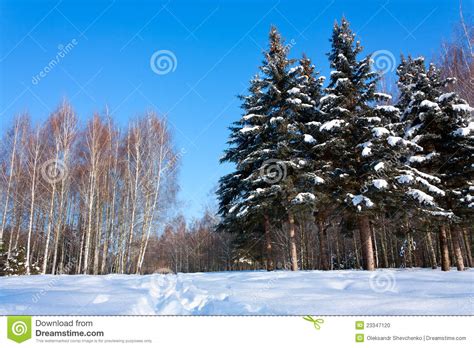 Beautiful Winter Landscape With Snow Stock Photo Image