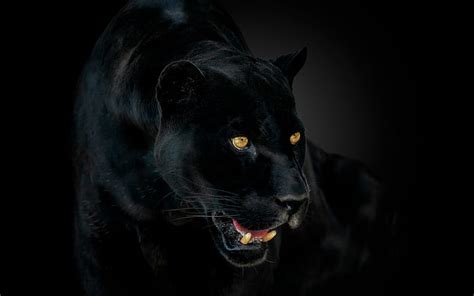 1080p Free Download Panther Black Jaguar Wild Cat Black Panther