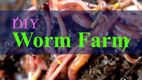 Vermicomposting 101 How To Create And Maintain A Simple Worm Bin 2023