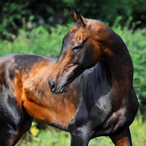 Que Precioso Animal Rare Horses Rare Horse Breeds Akhal Teke Horses