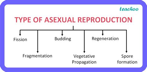 Class 10 What Is Asexual Reproduction With Examples Teachoo