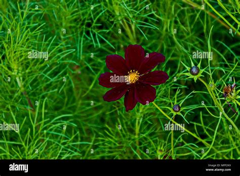 Purple Cosmos Flower With Bud At Garden In Sofia Bulgaria Stock Photo