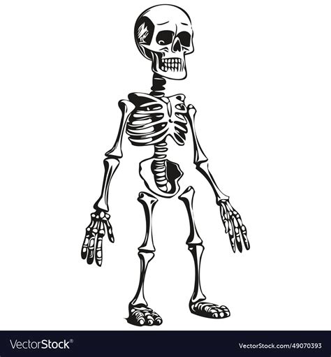 Scary Skeleton Haunting Royalty Free Vector Image