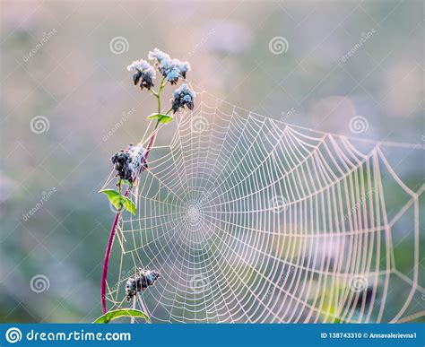 Wildflowers In Dew And Cobwebs In The Morning Meadow Stock Photo
