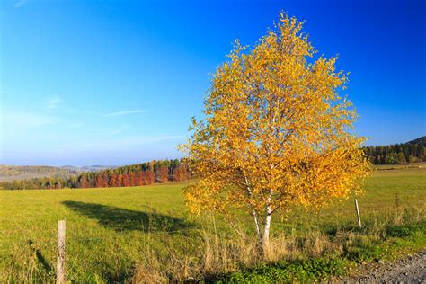 Birch Tree In Autumn Free Stock Photo Public Domain Pictures