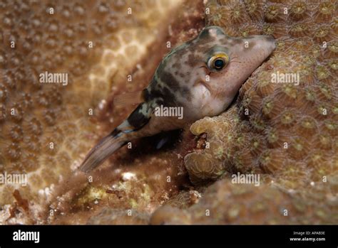 Sharpnose Puffer Fish In The Gulf Of Mexico Off Texas Stock Photo Alamy
