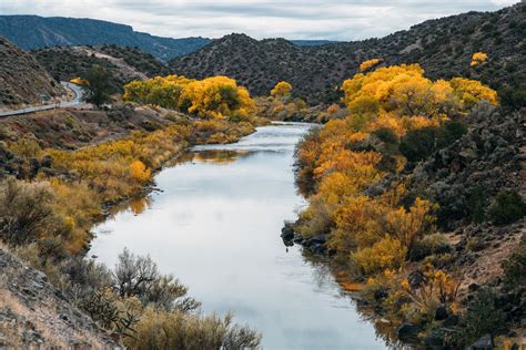 Autumn Cottonwood Trees Along The Rio Grande Northern New Mexico