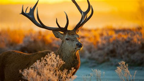 Beautiful Deer Backiee