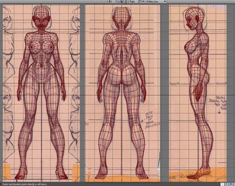 Female Character 3d Wireframe Front Back Side Character Reference Sheet Anatomy Reference