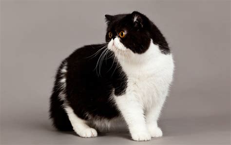 exotic shorthair cat cat breeds encyclopedia