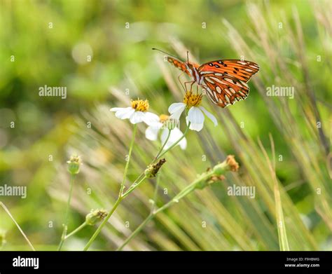 Butterfly Needle High Resolution Stock Photography And Images Alamy