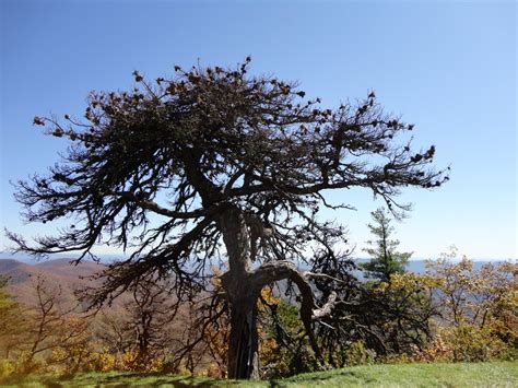 Maybe you would like to learn more about one of these? Mount Mitchell - Highest point east coast - WILSON CREEK ...