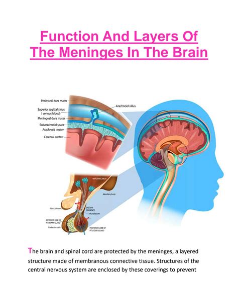 Solution Function And Layers Of The Meninges In The Brain Studypool