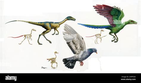 Evolution Of Birds Illustration Stock Photo Alamy