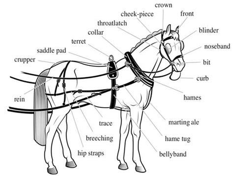 Harness And Saddle Making