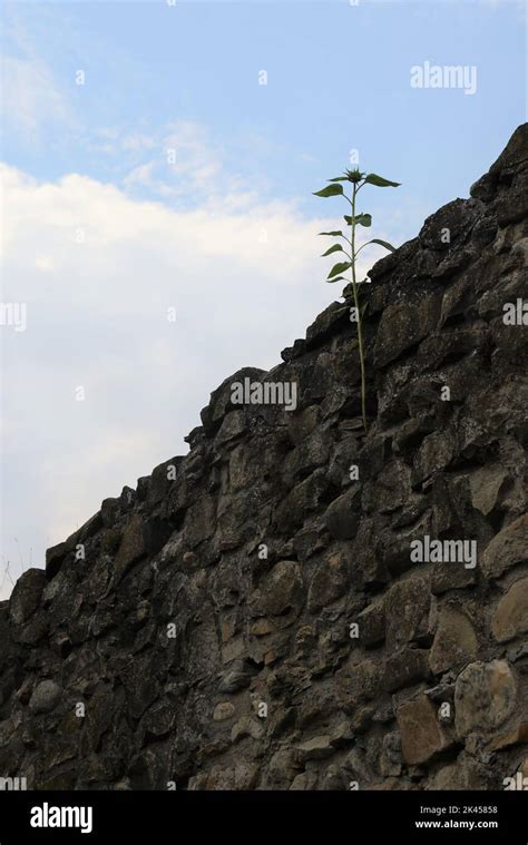 Lonely Green Plant Growing From Rough Stone Wall Into The Bright Blue