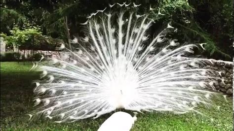 White Peacock Opening Feathers The Most Beautiful White Peacock Youtube