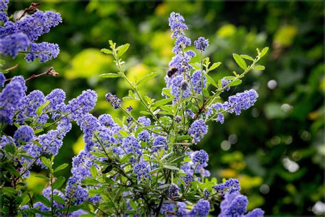 Shrubs With Purple Flowers Brostrategies