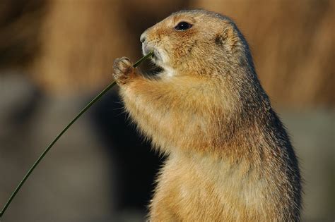 Prairie Dog Free Photo Download Freeimages