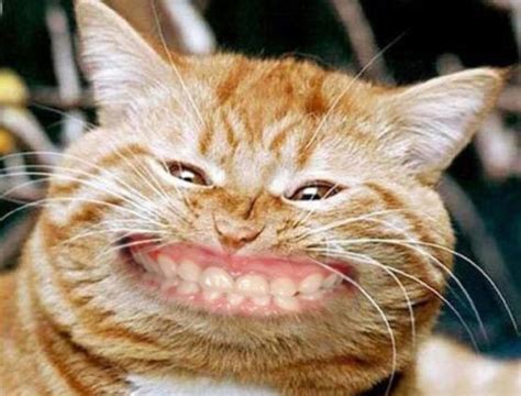 Cats With Human Mouths Look Terrifying