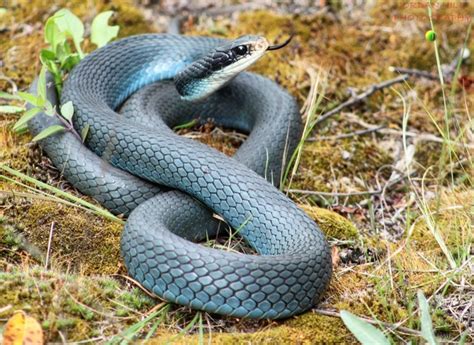 Blue Racer Snake Guide How To Identify And Are They Venomous