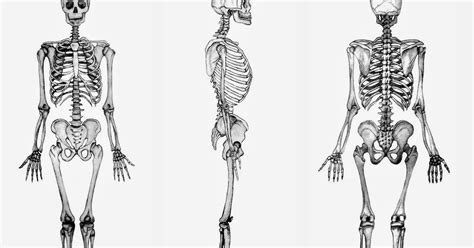 Morfofisiologia I Generalidades De Osteologia