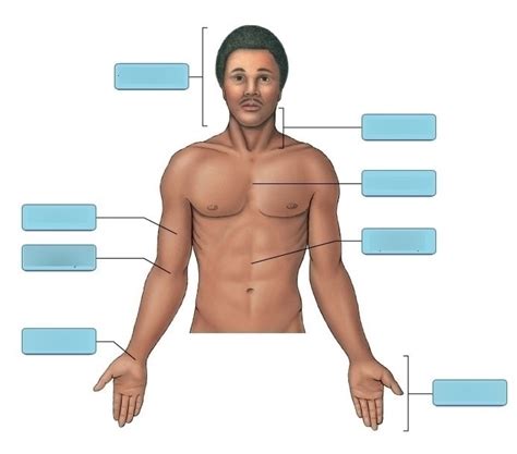 Art Labeling Activity Anterior Anatomical Landmarks Part 1 Diagram