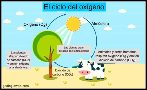 Ciclo Del Oxígeno Características Etapas Importancia 2023