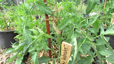 Determinate Tomatoes Tips On Fertilizing Pruning Dont And Staking