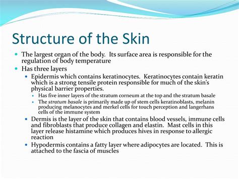 Ppt Structure Of The Skin Powerpoint Presentation Free Download Id