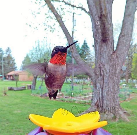 this woman set up a photo booth for birds in her yard and the results are extraordinary 30