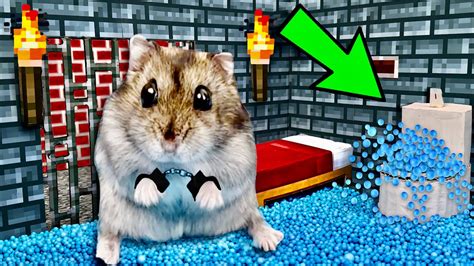 🐹🧨minecraft Hamster Maze With Traps Obstacle Course Youtube