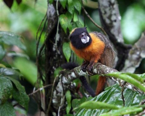 There Is So Much Life To See In The Amazon Forest Endangered Animals
