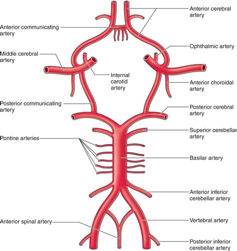 Posterior Spinal Artery Circle Of Willis