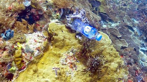 A Third Of Coral Reefs Entangled With Plastic Bbc News
