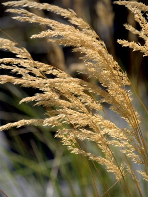 Feather Reed Grass Care How To Grow Feather Reed