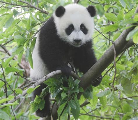 Giant Panda Extinction Large And Non Fragmented Habitats Essential To