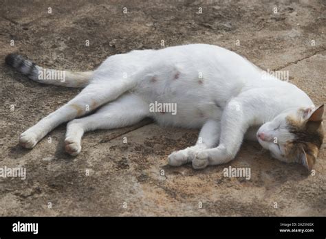 Healthy Pregnant Cat Sleeping Stock Photo Alamy