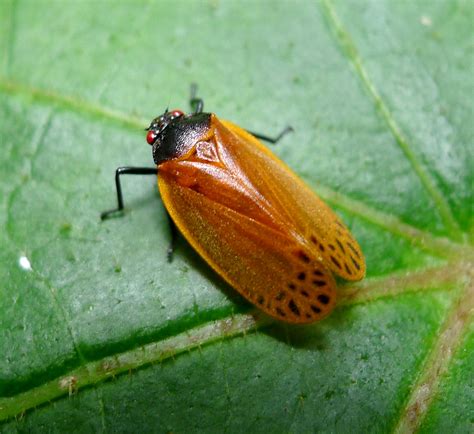 Neotropical Spittlebug Hemiptera Cercopidae Ischnorhini Flickr