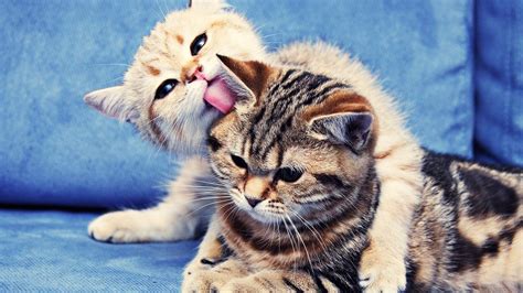 wallpaper couple kittens striped whiskers licking lie kitten fauna vertebrate close