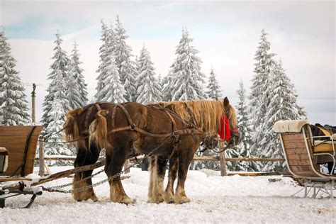 Vacanţă în Bucovina Obiective Turistice Vatra Dornei Ana Maria Popescu