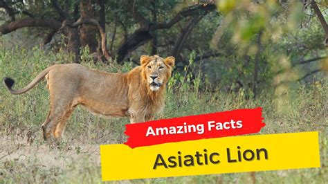 Asiatic Lion Iucn Status Population Characteristics And Facts Youtube