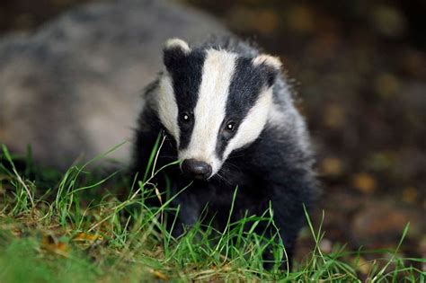 Badger Culling Zones To Be Extended In Hampshire To Tackle Bovine Tb In