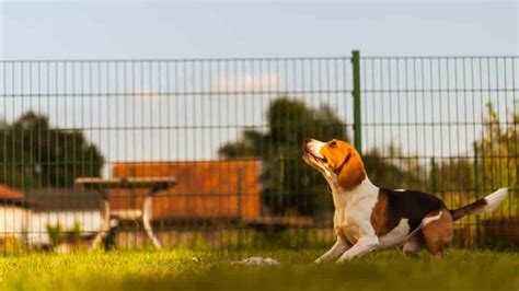 Can Beagles Climb Fences Answered Yolo Pooch