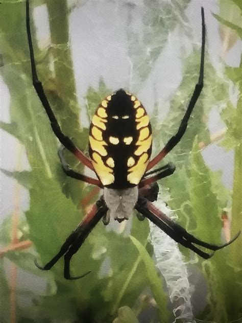 Unknown Spider Spotted In Wild Florida Rspiders