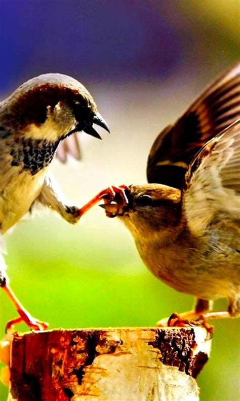 Bird Fight Animal Wallpaper 688 480x800 Wallpaper Hd Wallpaper